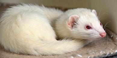 Furetti