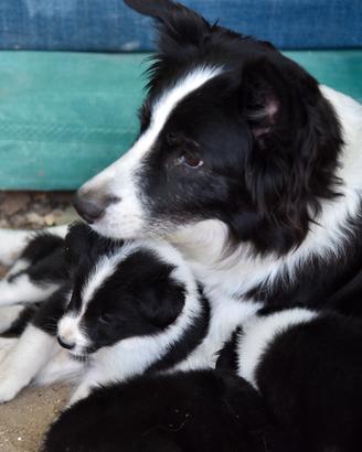 Border Collie meticcio maschio