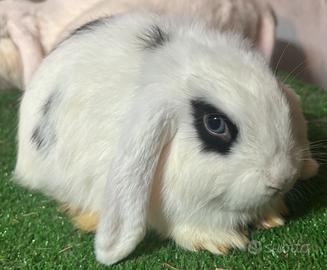Mini Lop broken femmina split
