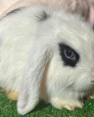 Mini Lop broken femmina split