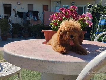 Cane barboncino miniatura