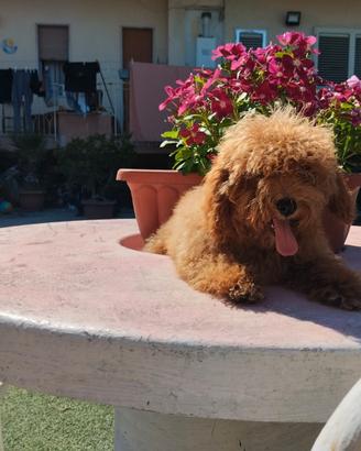 Cane barboncino miniatura