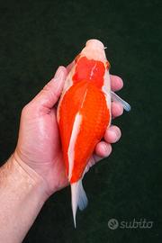 PESCI TAMASABA ADULTI DA 25/30 centimetri