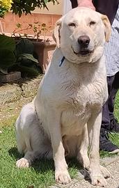 Regaliamo cane di grande taglia