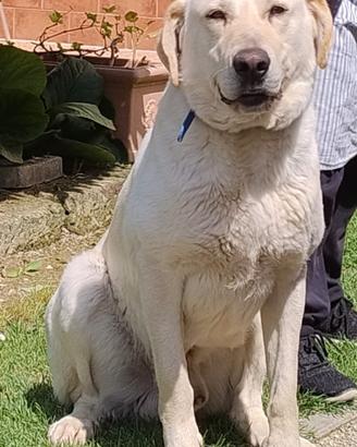 Regaliamo cane di grande taglia