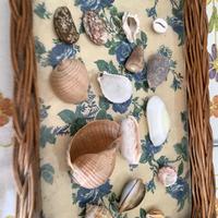 15 Conchiglie originali di medie dimensioni