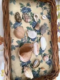 15 Conchiglie originali di medie dimensioni