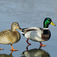 Anatre adulte mute+ germani reali