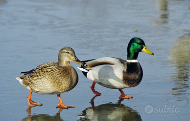 Anatre adulte mute+ germani reali