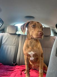 Cagnolina di 6 mesi