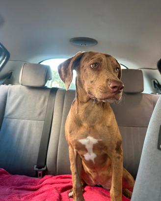Cagnolina di 6 mesi