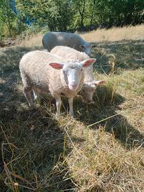 Agnella incrocio Texel