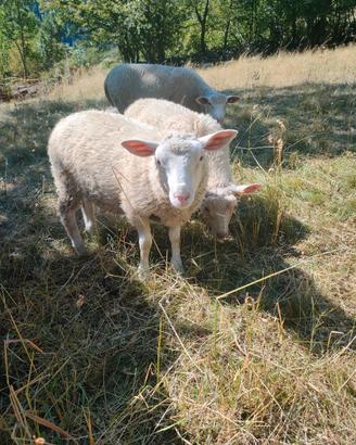 Agnella incrocio Texel
