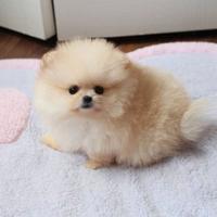 VOLPINO - VOLPINI SPITZ di POMERANIA NANI cuccioli