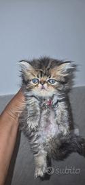 Gattini persiani