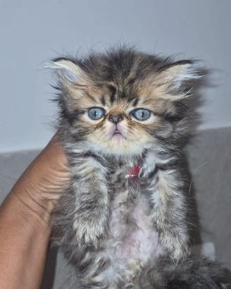 Gattini persiani