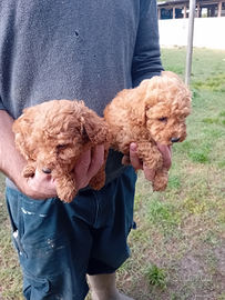 Cuccioli barboncini toy