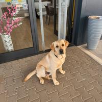 Disponibile Labrador per monta
