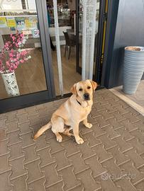 Disponibile Labrador per monta