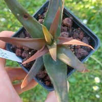 Aloe 'black gem' piante grasse