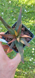 Aloe 'black gem' piante grasse