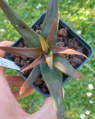 Aloe 'black gem' piante grasse