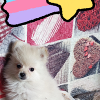 Spitz Toy cucciole meravigliose