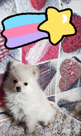 Spitz Toy cucciole meravigliose