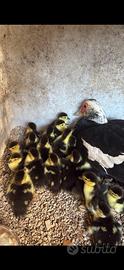 Disponibile piccoli di anatra muta