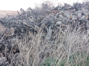 legna stagionata di olivo