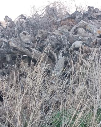 legna stagionata di olivo