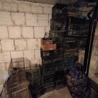 Gabbia tordo o uccellini con abbeveratoio