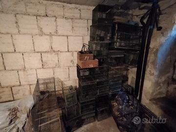 Gabbia tordo o uccellini con abbeveratoio