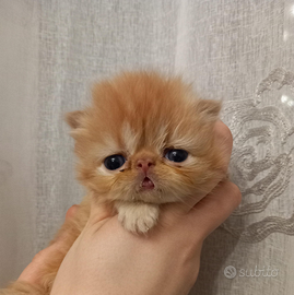 Exotic shorthair maschi