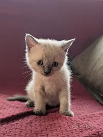 Splendido gattino razza mista siamese
