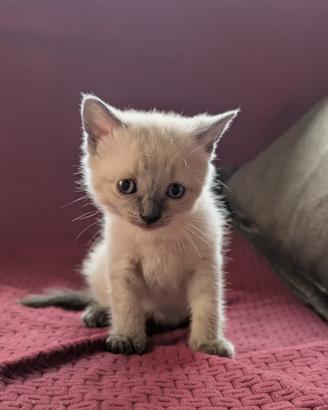 Splendido gattino razza mista siamese