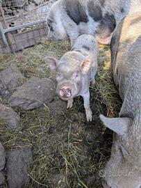 Maialino vietnamita maschio