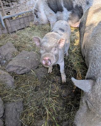 Maialino vietnamita maschio