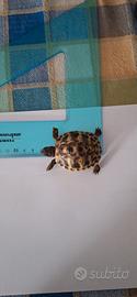 Tartaruga di terra
