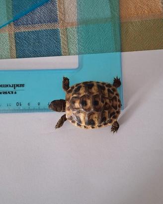 Tartaruga di terra