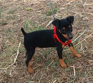Cuccioli pincher