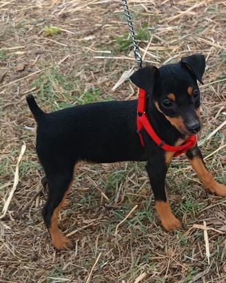 Cuccioli pincher