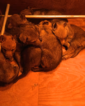 Cuccioli lupo cecoslovacco