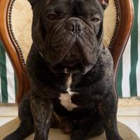 Bulldog Francese Monta