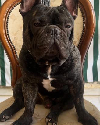 Bulldog Francese Monta