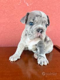 Bulldog francese blu merle