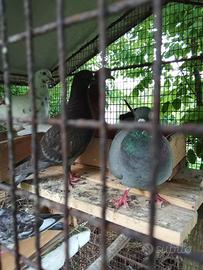 Piccioni domestici