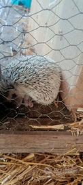 Animali- riccio africano
