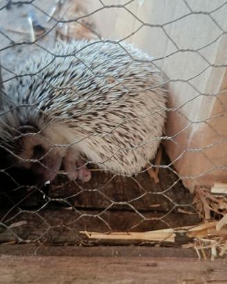 Animali- riccio africano