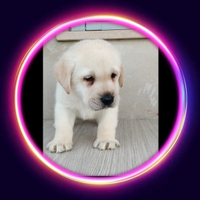 Labrador pedigree Enci